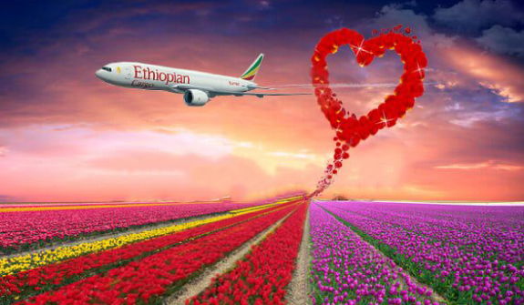 Ethiopian Cargo Transports More than 95 Million Stems of Flowers for Valentine’s Season